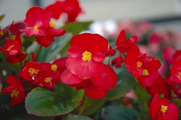 Бегония вечноцветущая (зеленая листва) (Begonia semperflorens)
