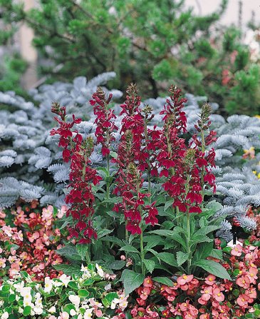Лобелия прекрасная (Lobelia speciosa)