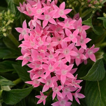 Пентас ланцетовидный (Pentas lanceolata)