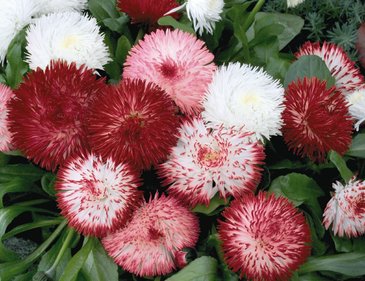 Маргаритка многолетняя (Bellis perennis)