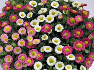 Маргаритка многолетняя (Bellis perennis)