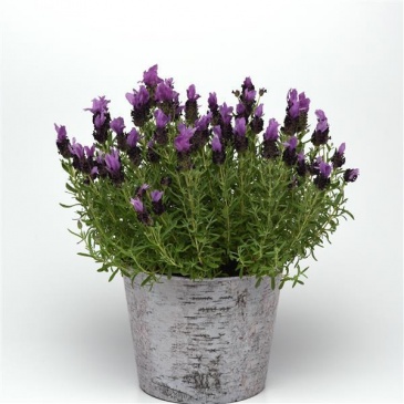 Лаванда стэхадская (Lavandula stoechas)