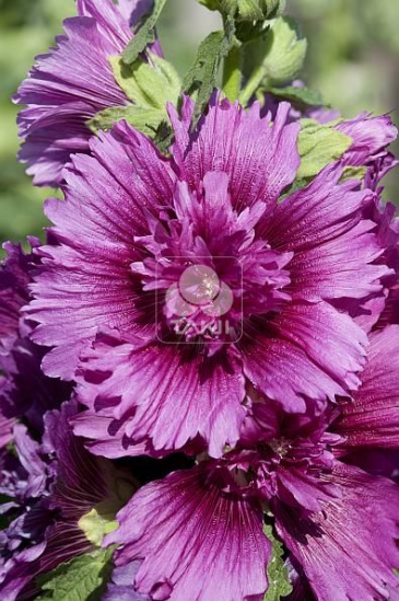 Мальва (Штокроза) розовая (Alcea rosea annua)