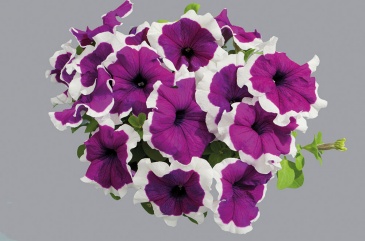 Петуния крупноцветковая (генетически компактная) (Petunia grandiflora)