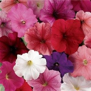 Петуния многоцветковая (Petunia multiflora)