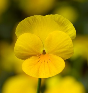 Виола рогатая (Viola cornuta)