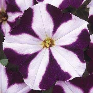 Петуния многоцветковая (Petunia multiflora)