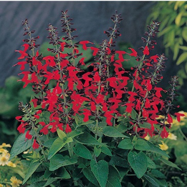 Шалфей ярко-красный (Salvia coccinea)