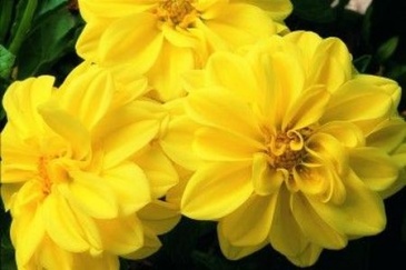 Георгина изменчивая (Dahlia variabilis)