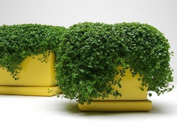 Мята корсиканская (Mentha requienii)