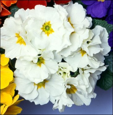 Примула бесстебельная (Primula acaulis)