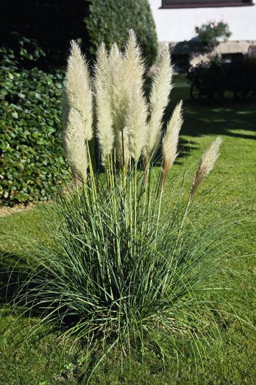 Кортадерия Зелло / Пампасова траа (Cortaderia selloana)