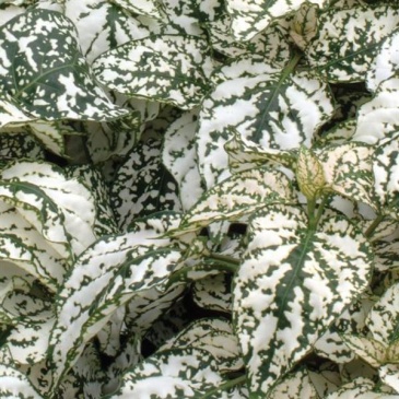 Гипоэстес листоколосниковый (Hypoestes phyllostachya)