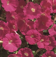 Петуния многоцветковая (Petunia multiflora)