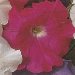 Петуния многоцветковая (Petunia multiflora)