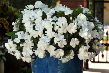 Катарантус розовый ампельный (Vinca rosea)