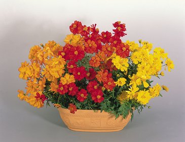 Космея сернисто-желтая (Cosmos sulphureus)