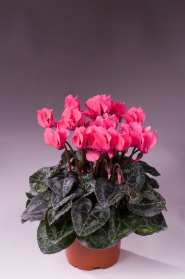 Цикламен персидский (Cyclamen persicum)