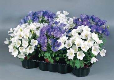 Колокольчик карпатский (Campanula carpatica)