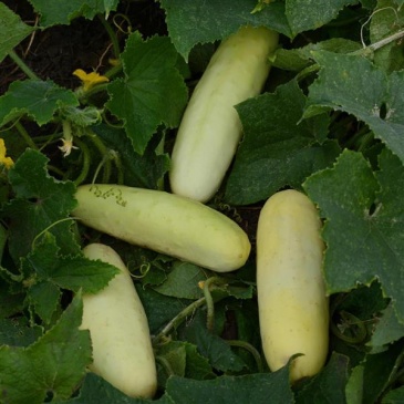 Огурец посевной (Cucumis sativus)