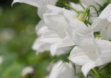 Колокольчик ложечницелистный (Campanula cochlearifolia)