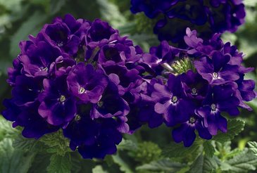 Вербена гибридная (Verbena hybrida)