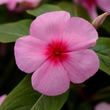 Катарантус розовый (Vinca rosea)