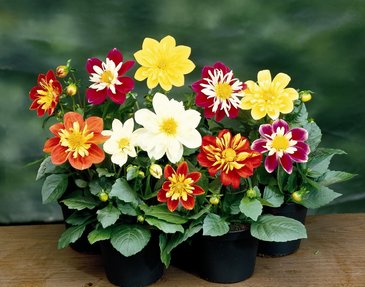 Георгина изменчивая (Dahlia variabilis)