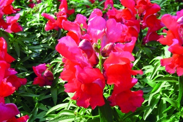 Львиный зев (Антирринум) большой (Antirrhinum majus)
