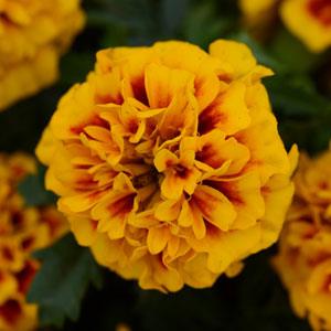 Бархатцы отклоненные (Tagetes patula) Бархатцы отклоненные (Tagetes patula)