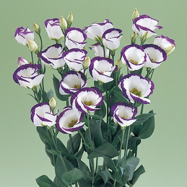 Лизиантус (Эустома) крупноцветковый (Lisianthus grandiflorum)