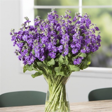 Левкой седой (Matthiola incana)