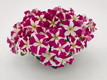 Петуния крупноцветковая (генетически компактная) (Petunia grandiflora)