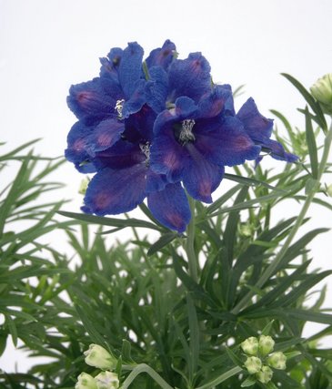 Дельфиниум крупноцветковый (Delphinium grandiflorum)