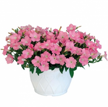 Петуния ампельная гибридная (Petunia x hybrida)