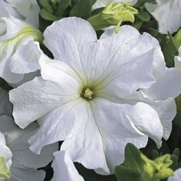 Петуния крупноцветковая (Petunia grandiflora)