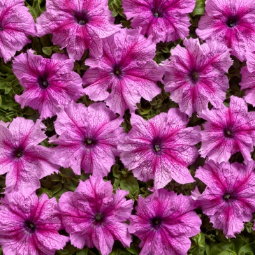 Петуния крупноцветковая (Чехия) (Petunia grandiflora)