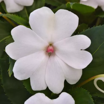 Бальзамин гибридный межвидовой (Impatiens walleriana)