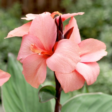 Канна садовая (Canna generalis)