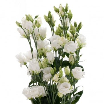 Лизиантус (Эустома) крупноцветковый (Lisianthus grandiflorum)