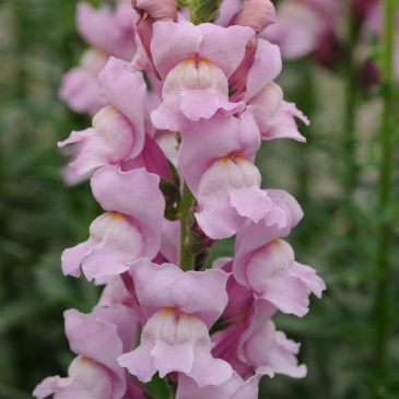 Львиный зев (Антирринум) большой (Antirrhinum majus)