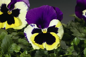 Виола Виттрока (Viola wittrockiana)