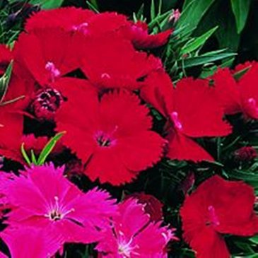 Гвоздика китайская (Dianthus chinensis)