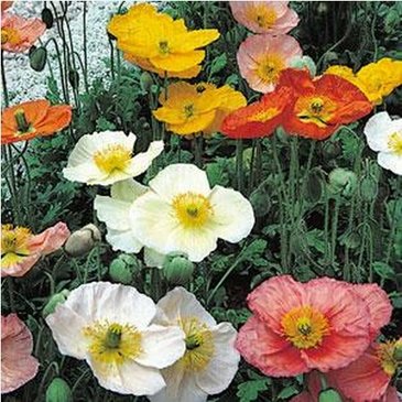 Мак голостебельный (Papaver nudicaule)