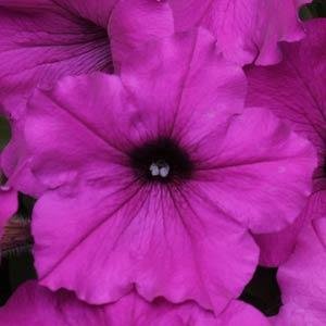 Петуния ампельная гибридная (Petunia х hybrida)