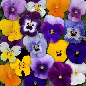 Виола рогатая (Viola cornuta)