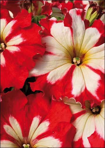 Петуния крупноцветковая гофрированная (Petunia grandiflora)