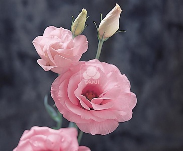 Лизиантус (Эустома) крупноцветковый (Lisianthus grandiflorum)