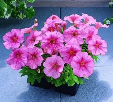 Петуния мелкоцветковая (Petunia miniflora)