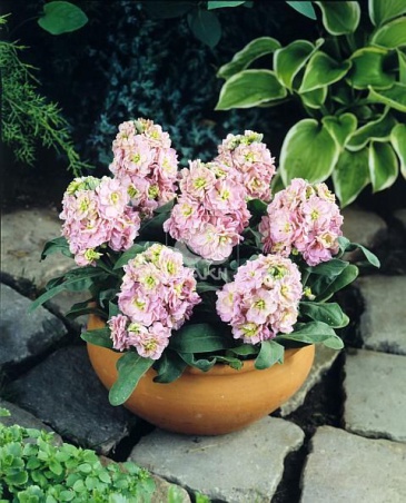 Левкой седой (Matthiola incana)